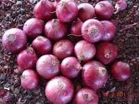 Red Onions